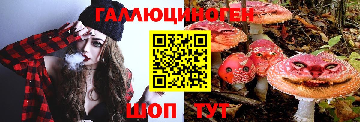 Галлюциногенные грибы Psilocybe Кизилюрт